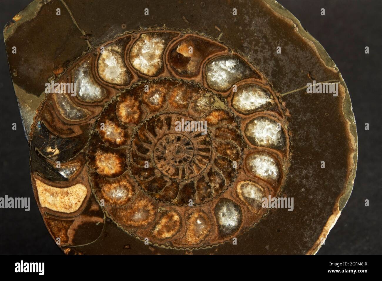 Die ausgestorbene Familie der Ammoniten war eng mit den modernen Cepalopoden wie dem Nautilus verwandt. Während der Fossilisierung haben sich die mit Gas gefüllten Septen gefüllt Stockfoto