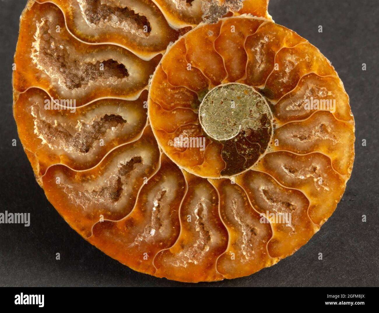 Die ausgestorbene Familie der Ammoniten war eng mit den modernen Cepalopoden wie dem Nautilus verwandt. Während der Fossilisierung haben sich die mit Gas gefüllten Septen gefüllt Stockfoto