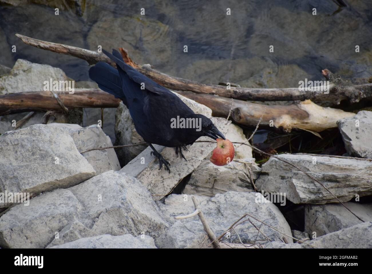 raven am Rhein beim Apfelessen Stockfoto