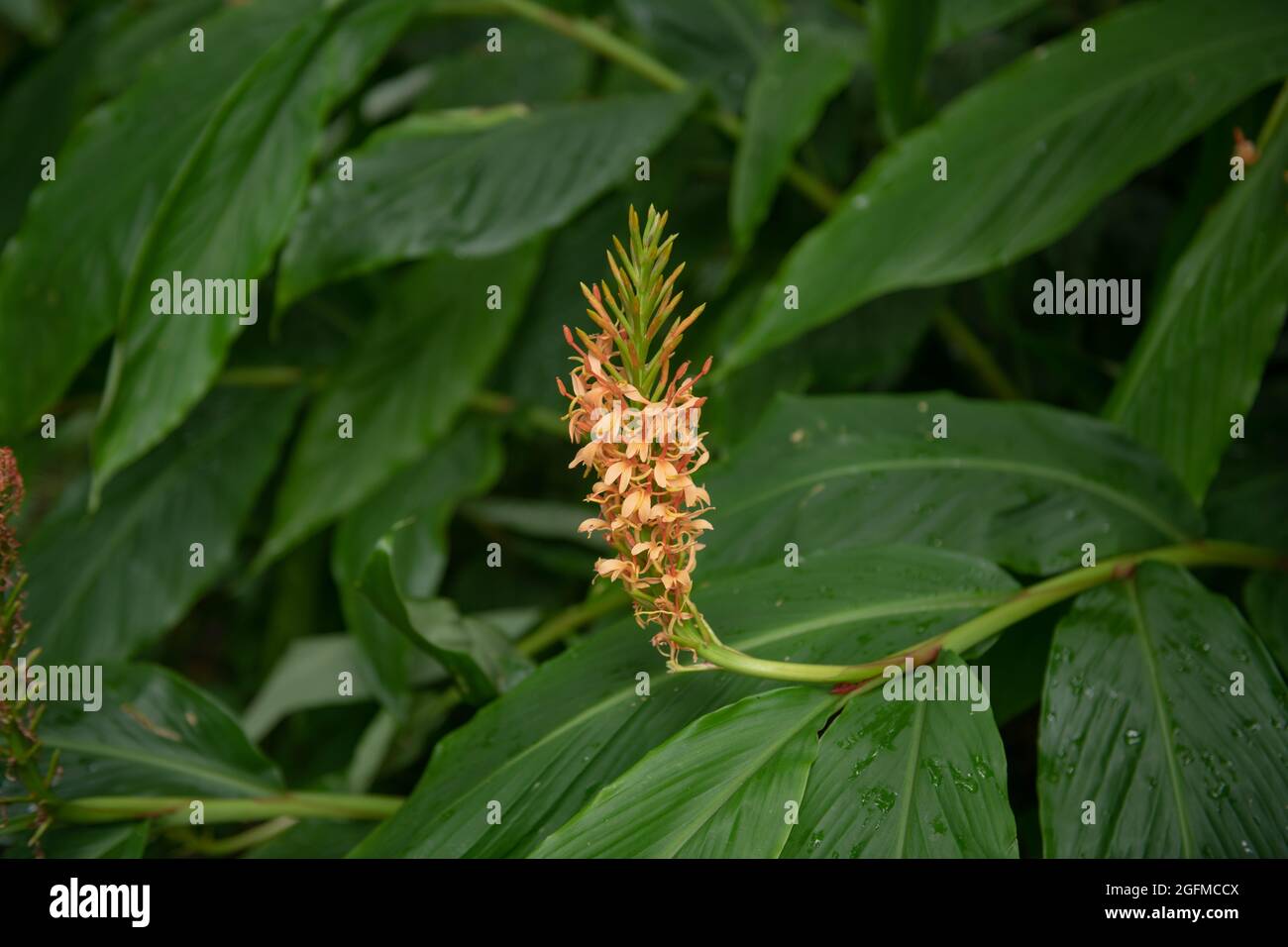 Sommer Blühender Flaschenbürstenspitz mit rosa Orangenblüten auf einer Ingwerlilie-Pflanze (Hedychium densiflorum 'Sorung'), die in einem schattigen Garten wächst Stockfoto