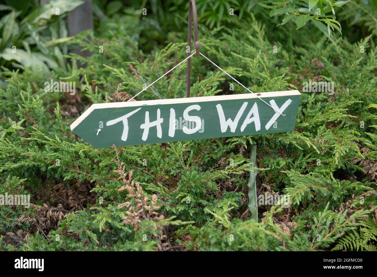 „this Way“-Schild, das an einem rostigen Metallshepherd-Crook-Pol, umgeben von einem immergrünen Wacholderstrauch, an einem hellen sonnigen Tag in einem Garten in Devon aufgehängt wird Stockfoto