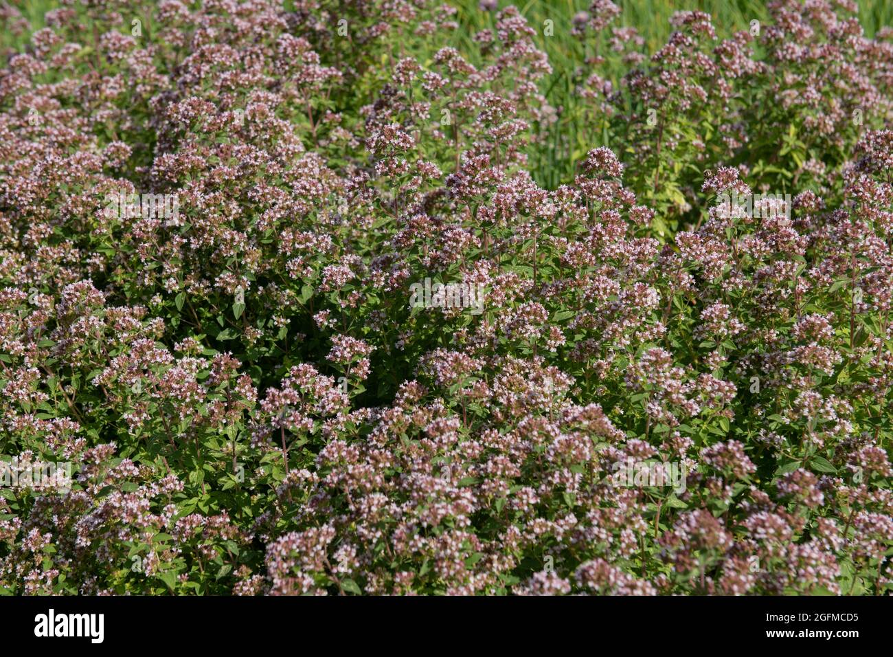 Sommer Blühende kleine blassen rosa Blüten auf einer Mehrjährigen Majoran-Kräuterpflanze (Origanum Majorana 'Gold Tipped'), die in einer krautigen Grenze in einem Gard wächst Stockfoto
