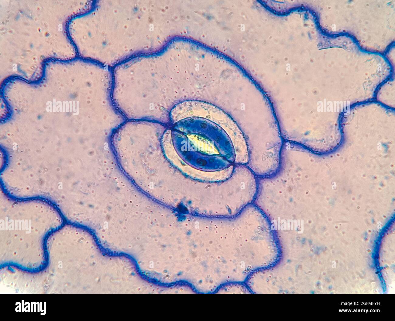 Mikroskopische Darstellung Von Vicia Faba Leaf Stomata Und Guard Cells Stockfoto