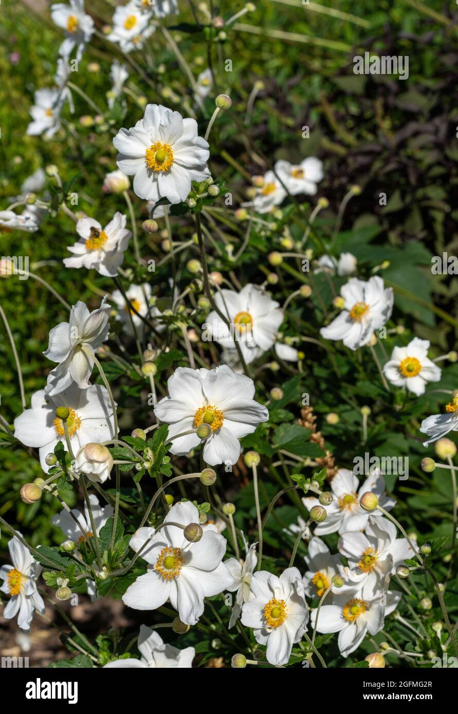 Japanische Anemone, gewöhnlicher Name Windflower Stockfoto