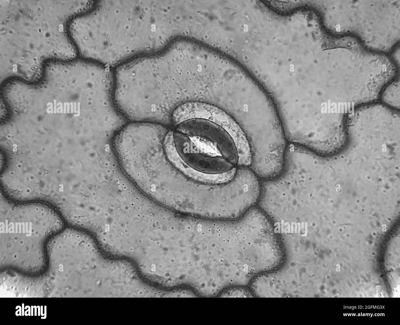 Mikroskopische Aufnahme von Stomata auf dem Blatt der Portulaca oleracea Pflanze Stockfoto