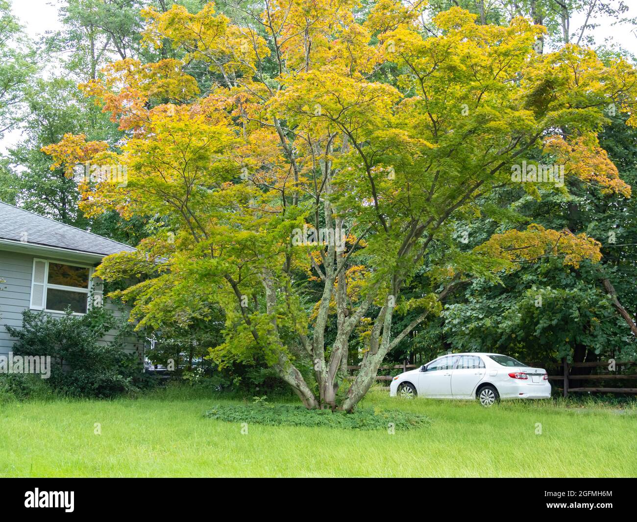 Die Blätter drehen sich zu Beginn des Herbstes in Nordamerika Stockfoto