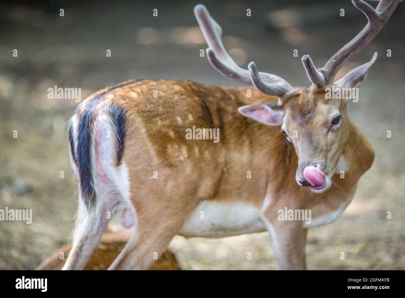 Brachhirsche, Varna Zoo Stockfoto