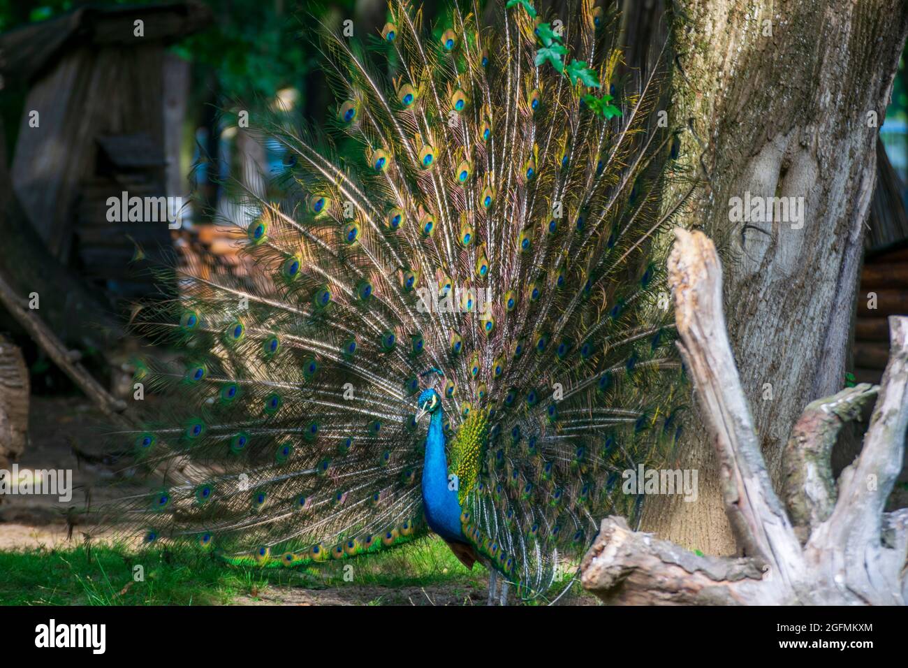 Schöner Pfau mit Federn aus Stockfoto