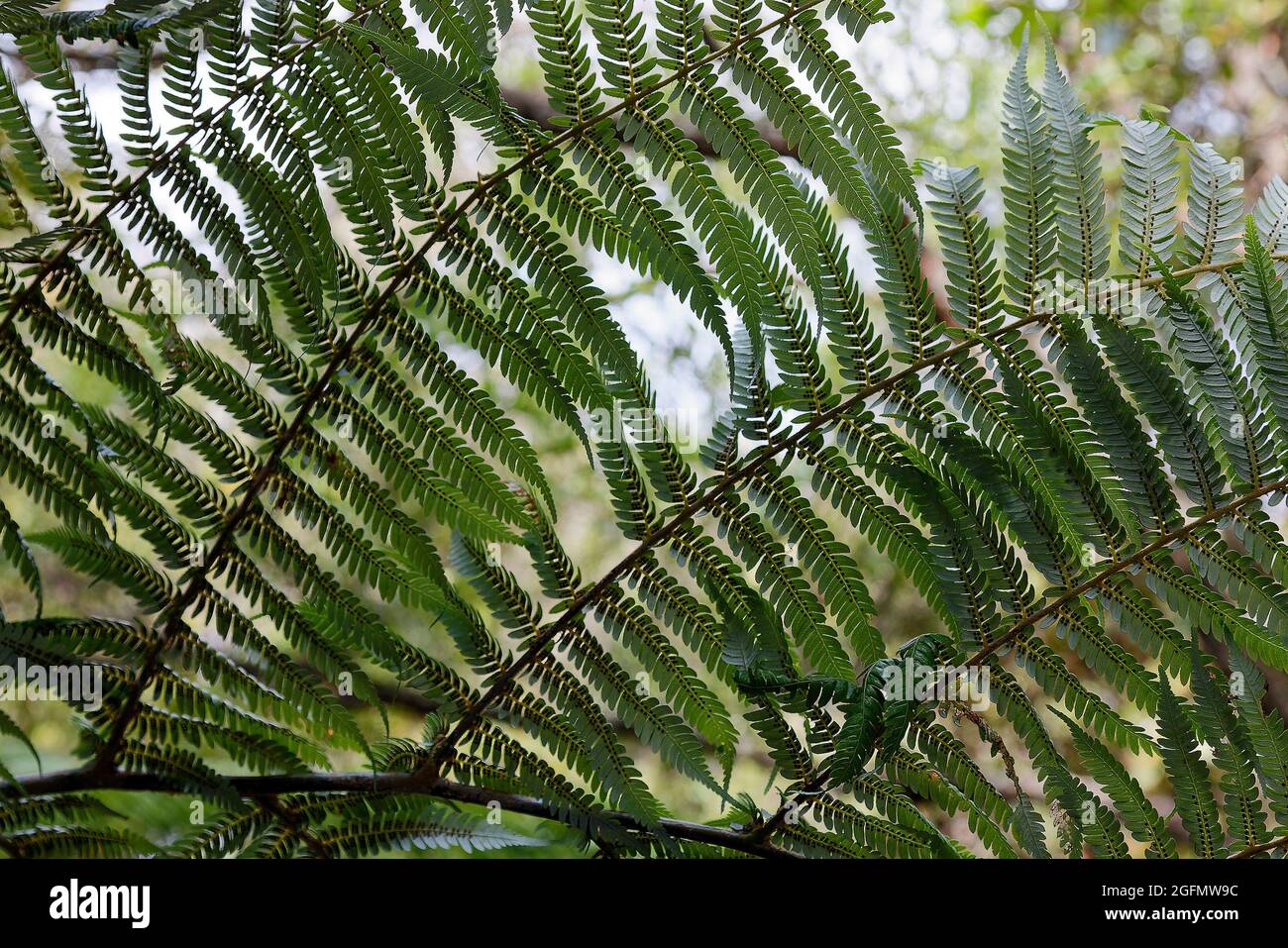 Grnfarn Unterseite, Nahaufnahme, braune Sporen sichtbar, Natur,  Fortpflanzung, Fruchtpunkte, blhende Pflanze, Rotorua; Neuseeland  Stockfotografie - Alamy