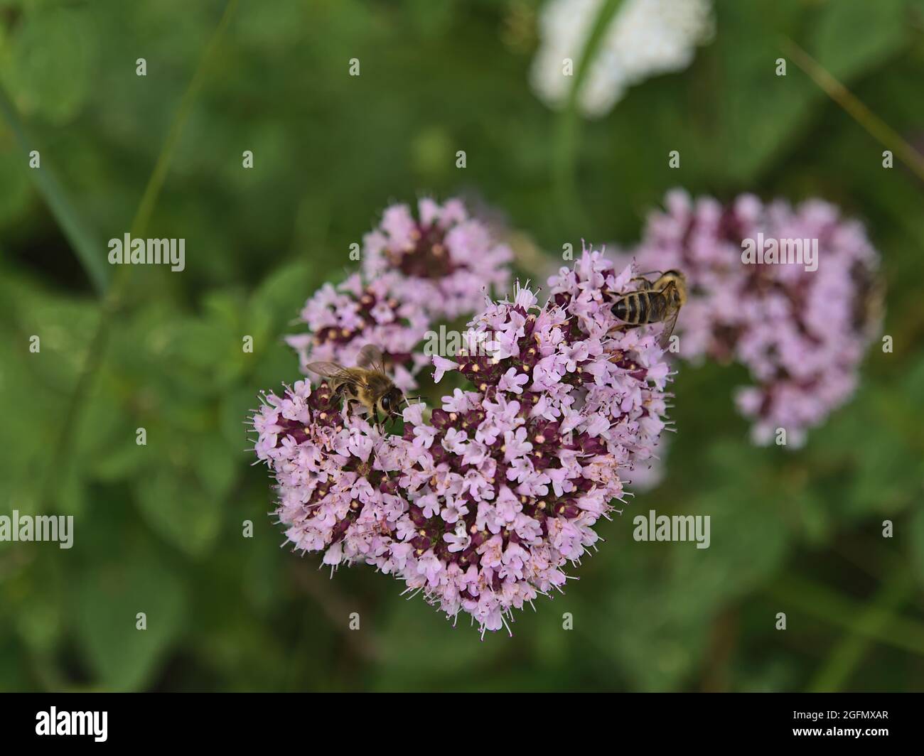 Hochwinkelansicht des Blütenkopfes einer Oranganopflanze (origanum vulgare) mit rosa Blüten und zwei Bienen, die Nektar auf einer Wiese sammeln. Stockfoto