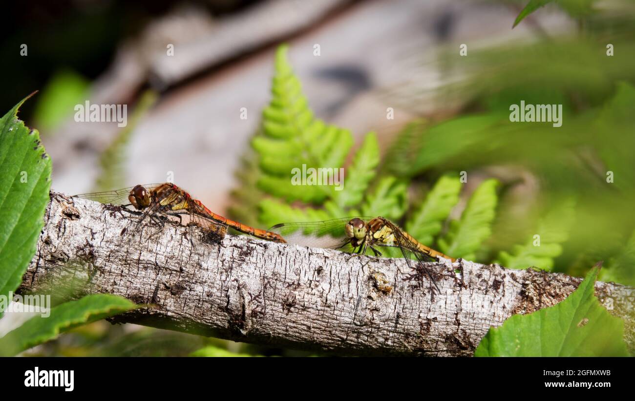 Zwei gewöhnliche Darter-Libellen, dh Sympetrum striolatum, in Habitat, Großbritannien. Stockfoto