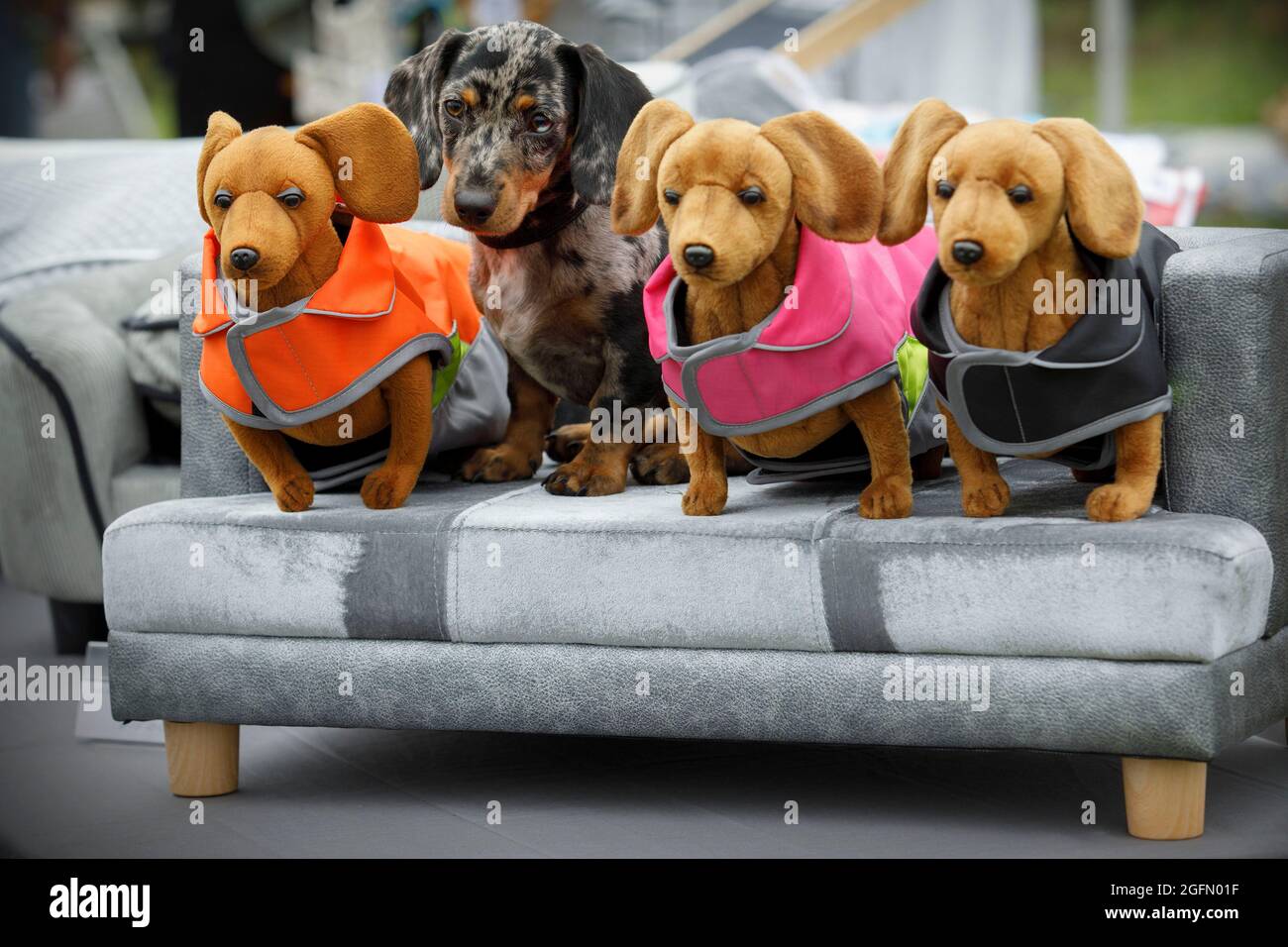 Mable, ein dapple Mini-Daschund, sitzt neben Spielzeugdaschunden auf einem Sofa auf dem Sausage Dog Box-Messestand im Dogstival, Burley im New Forest Sund Stockfoto