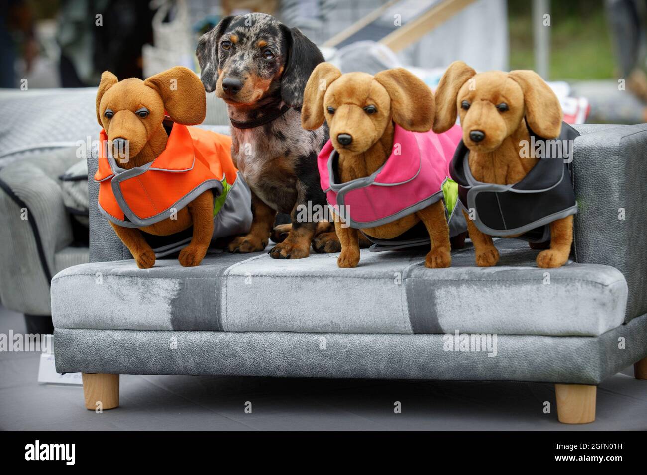 Mable, ein dapple Mini-Daschund, sitzt neben Spielzeugdaschunden auf einem Sofa auf dem Sausage Dog Box-Messestand im Dogstival, Burley im New Forest Sund Stockfoto
