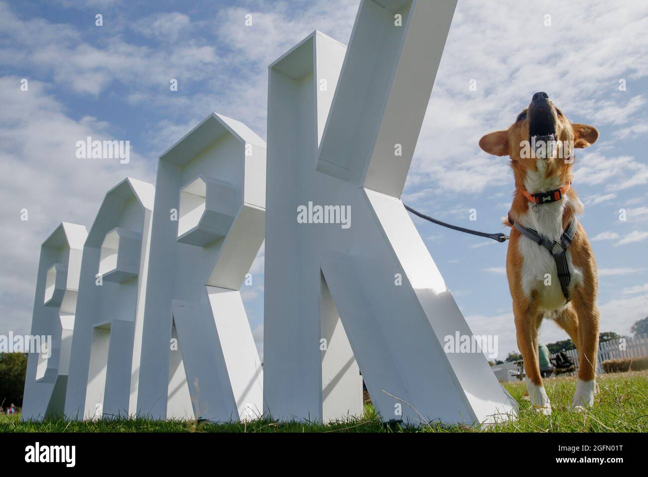 Mixed Breed Rescue, Max bellt im Dogstival, einem Festival für Hunde und Hundefreunde im Burley Park, im New Forest, Sonntag, 6. September 2020. Das Fest Stockfoto