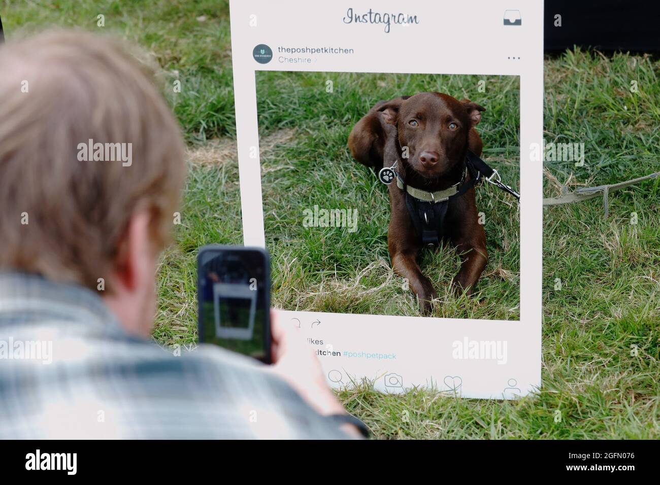 Ein mexikanischer Xolo lässt sein Foto für instagram beim Dogstival, Hundefest im Pylewell Park bei Lymington, im New Forest, UK, am 1. Samstag, machen Stockfoto