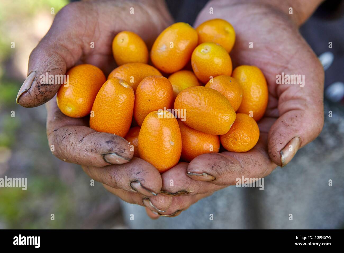 Kuppelige Hände mit frisch gepflückten Kumquats Stockfoto