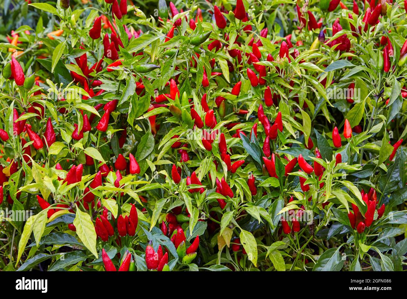 Rote Chilischote Pflanze Stockfoto
