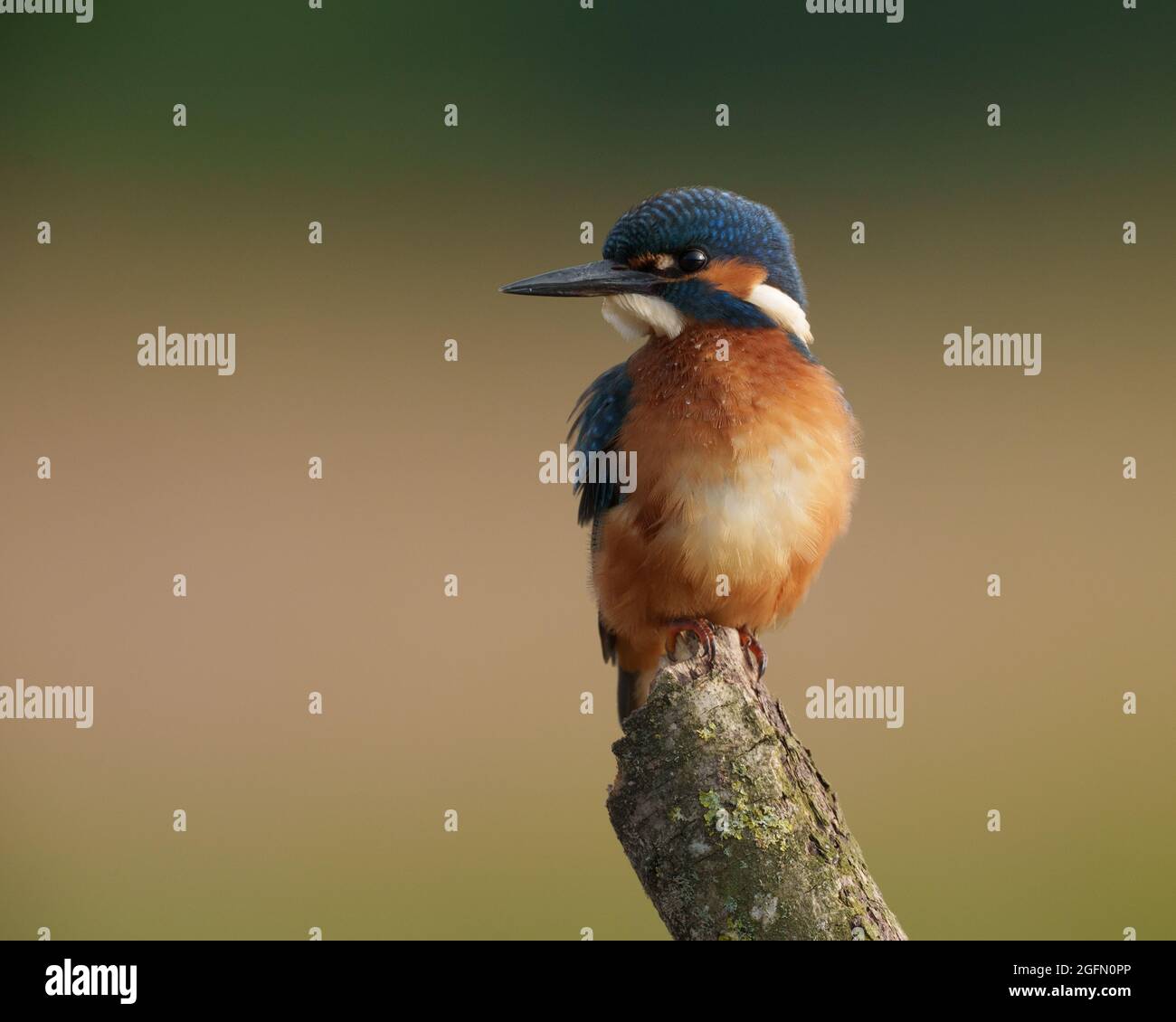 Eisvögel, die in der frühen Morgensonne auf dem Barsch sitzen, Nordwales Stockfoto