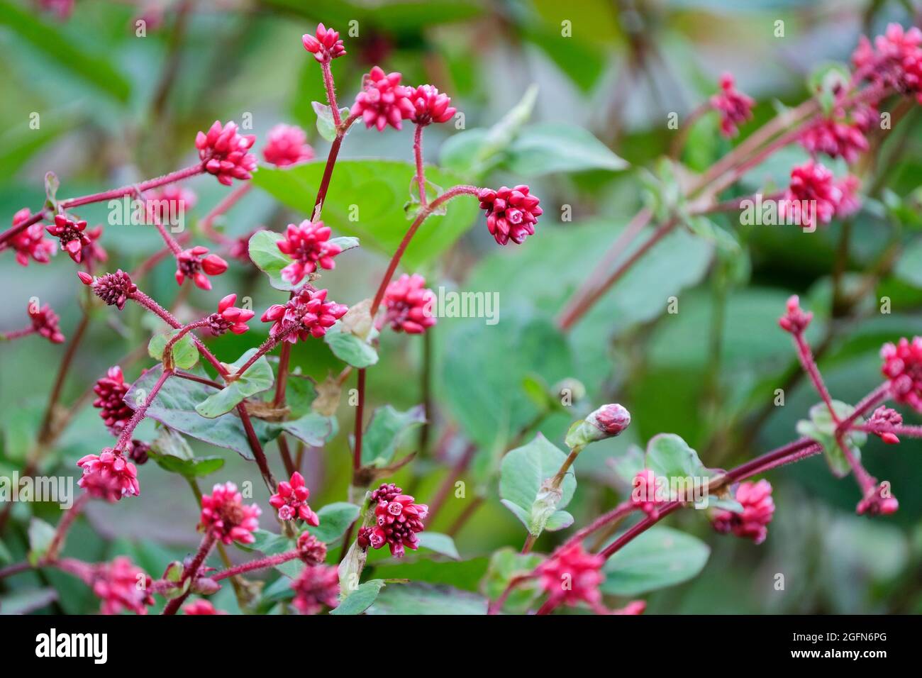 Leuchtend rote Blüten der Persicaria „Indian Summer“, die vom Spätsommer bis in den Herbst andauern. Knoweed „Indian Summer“ Stockfoto