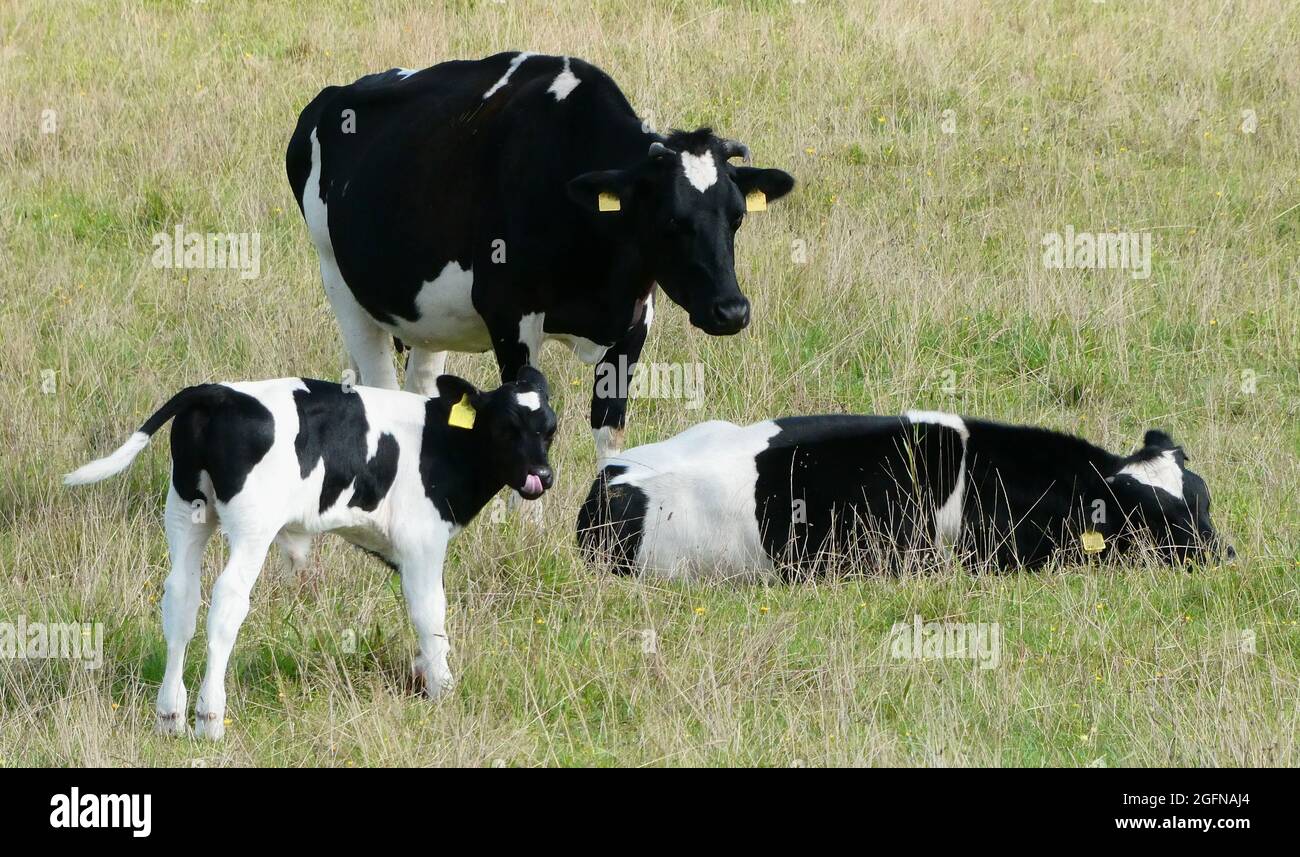 Gruppe von zwei Kühen und einem Kalb. Holstein-Friesenrinder oder eine alte holländische friesische schwarz-weiß gefleckte Rasse. Die Kühe haben Hörner Stockfoto