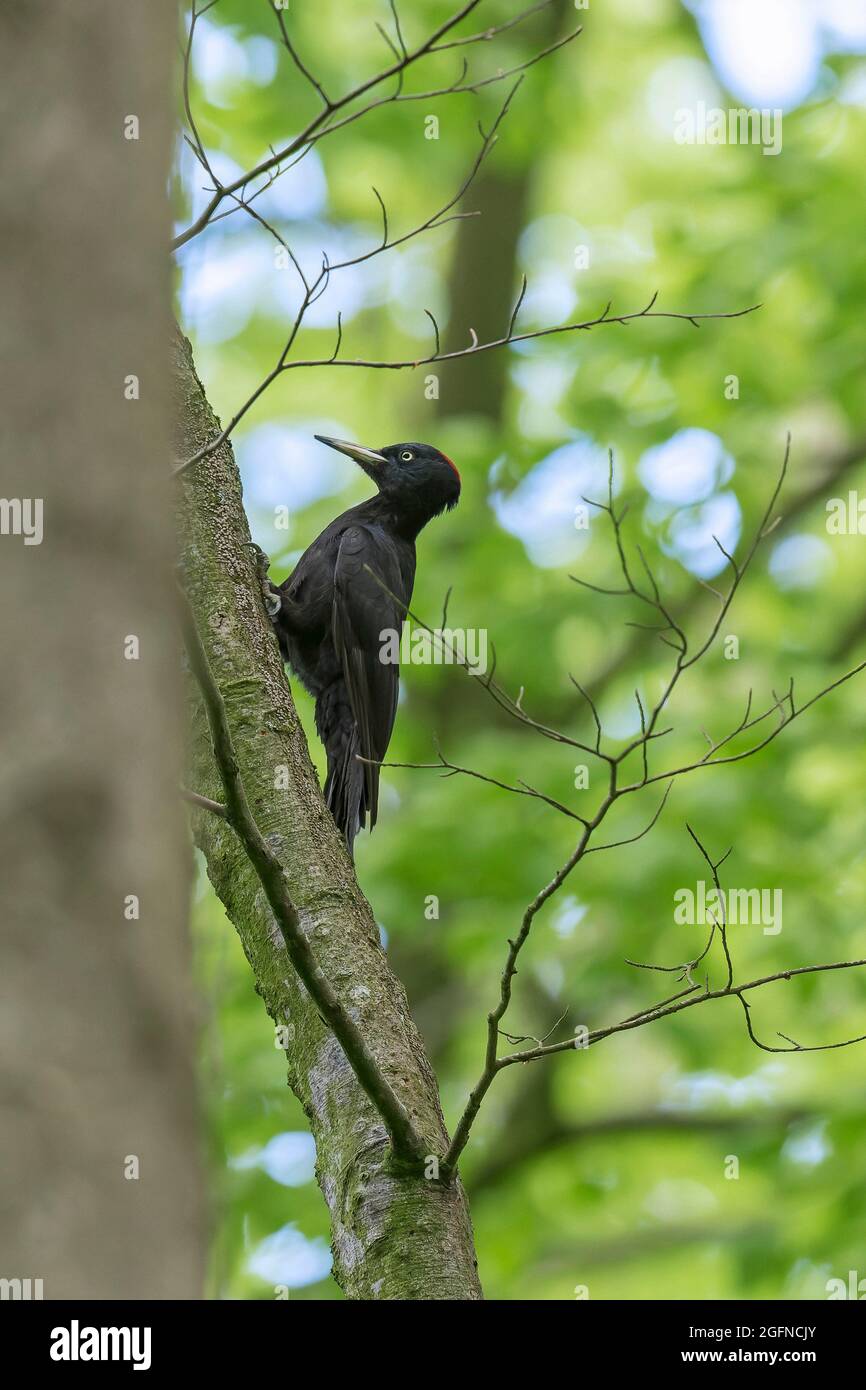 Schwarzspecht (Dryocopus martius) Weibchen, die im Frühjahr auf der Buche im Wald Nahrungssuche machen Stockfoto