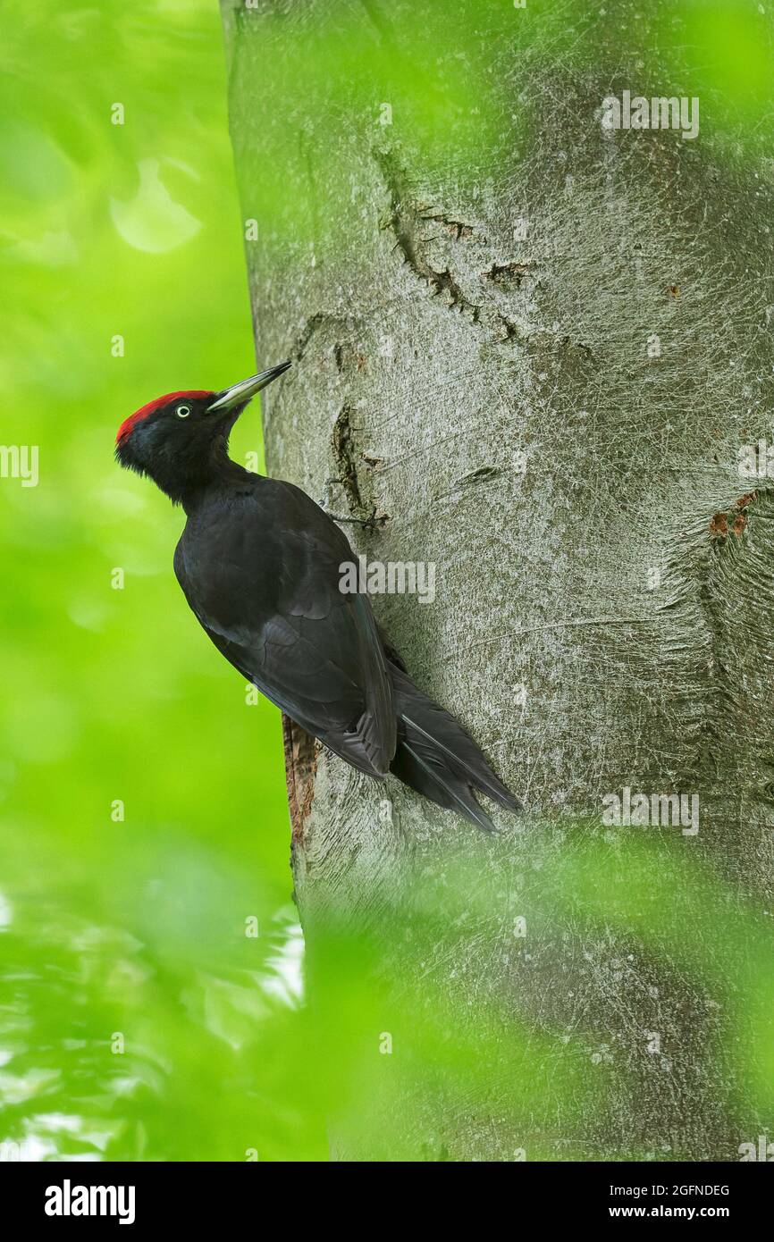 Schwarzspecht (Dryocopus martius) Männchen, das im Frühjahr auf dem Stamm der Buche im Wald Nahrungssuche Stockfoto