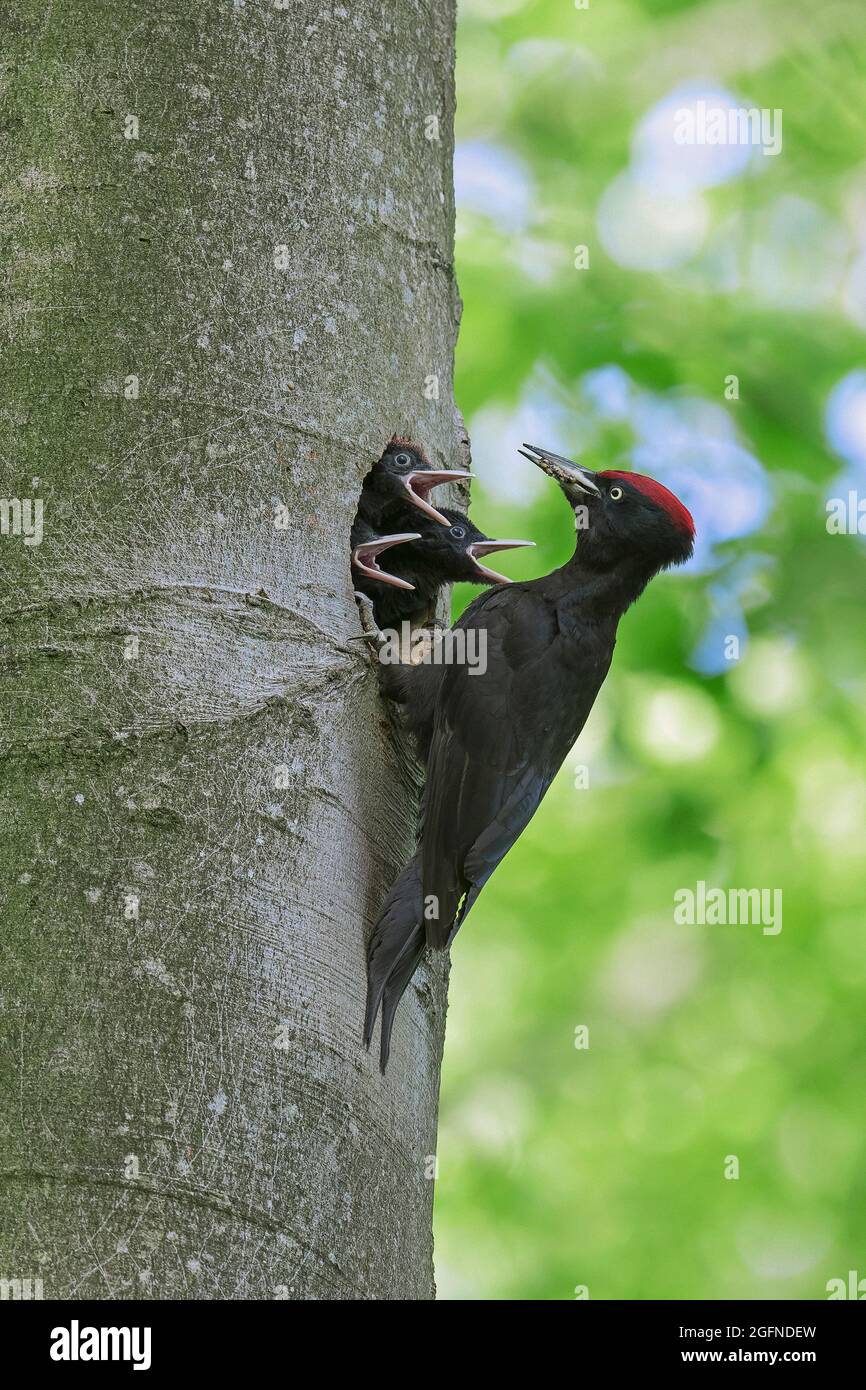 Schwarzspecht (Dryocopus martius) Männchen füttert im Frühjahr drei Junge / Küken / Nestlinge im Nistloch in Buche im Wald Stockfoto