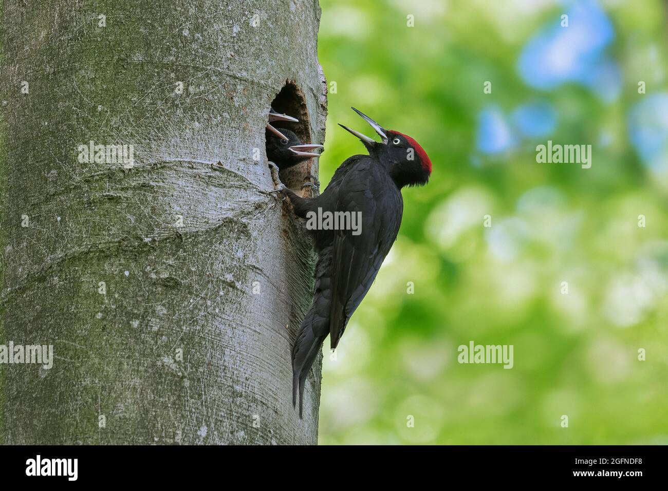 Schwarzspecht (Dryocopus martius) Männchen füttert im Frühjahr zwei Junge / Küken / Nestlinge im Nistloch in Buche im Wald Stockfoto
