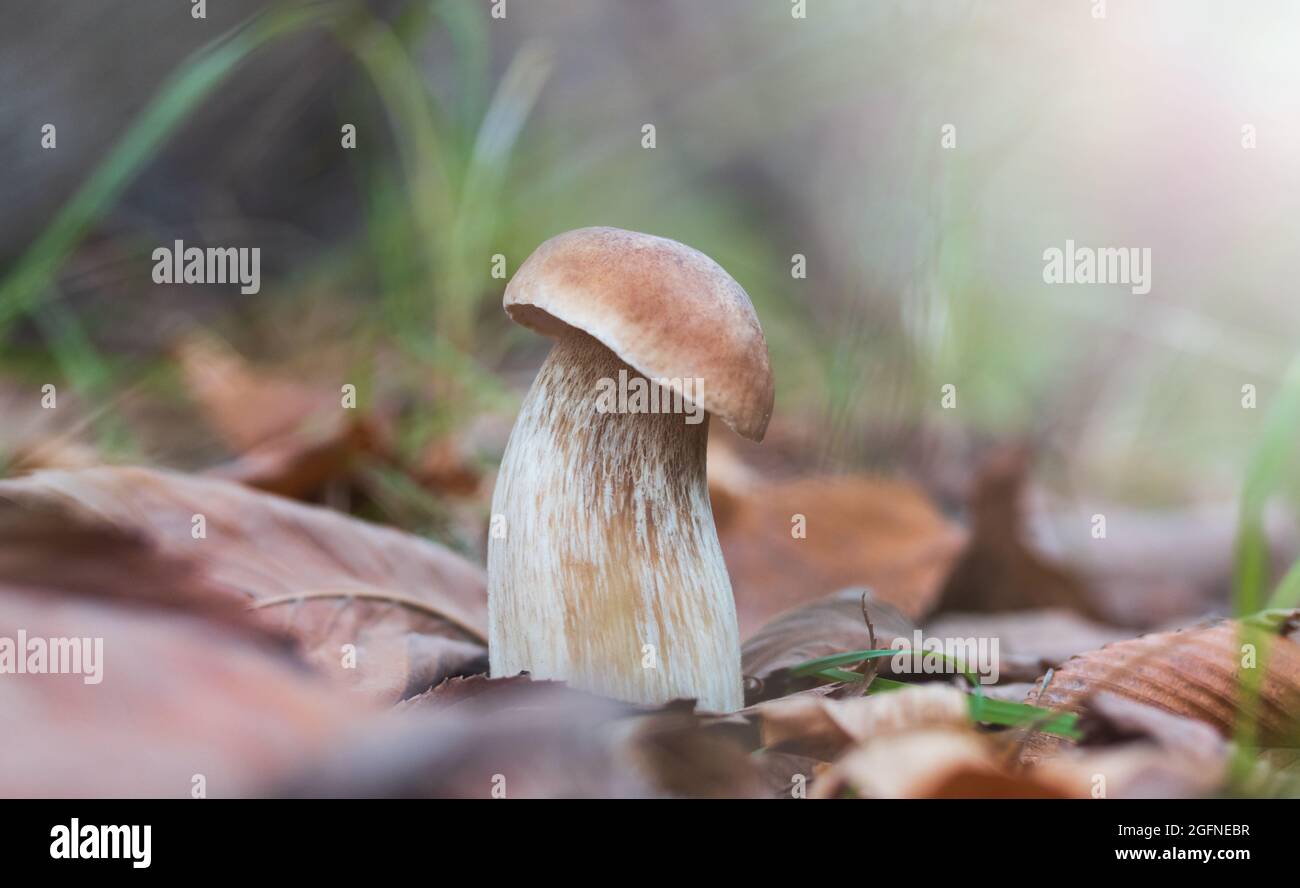 Steinpilz in einer Waldlichtung Stockfoto