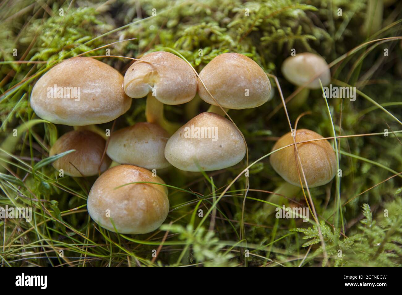 Kleine Gruppe von schönen essbaren Honigpilzen oder ungenießbaren Toadstools in Moos im dunklen lettischen Herbstwald anbauen Stockfoto