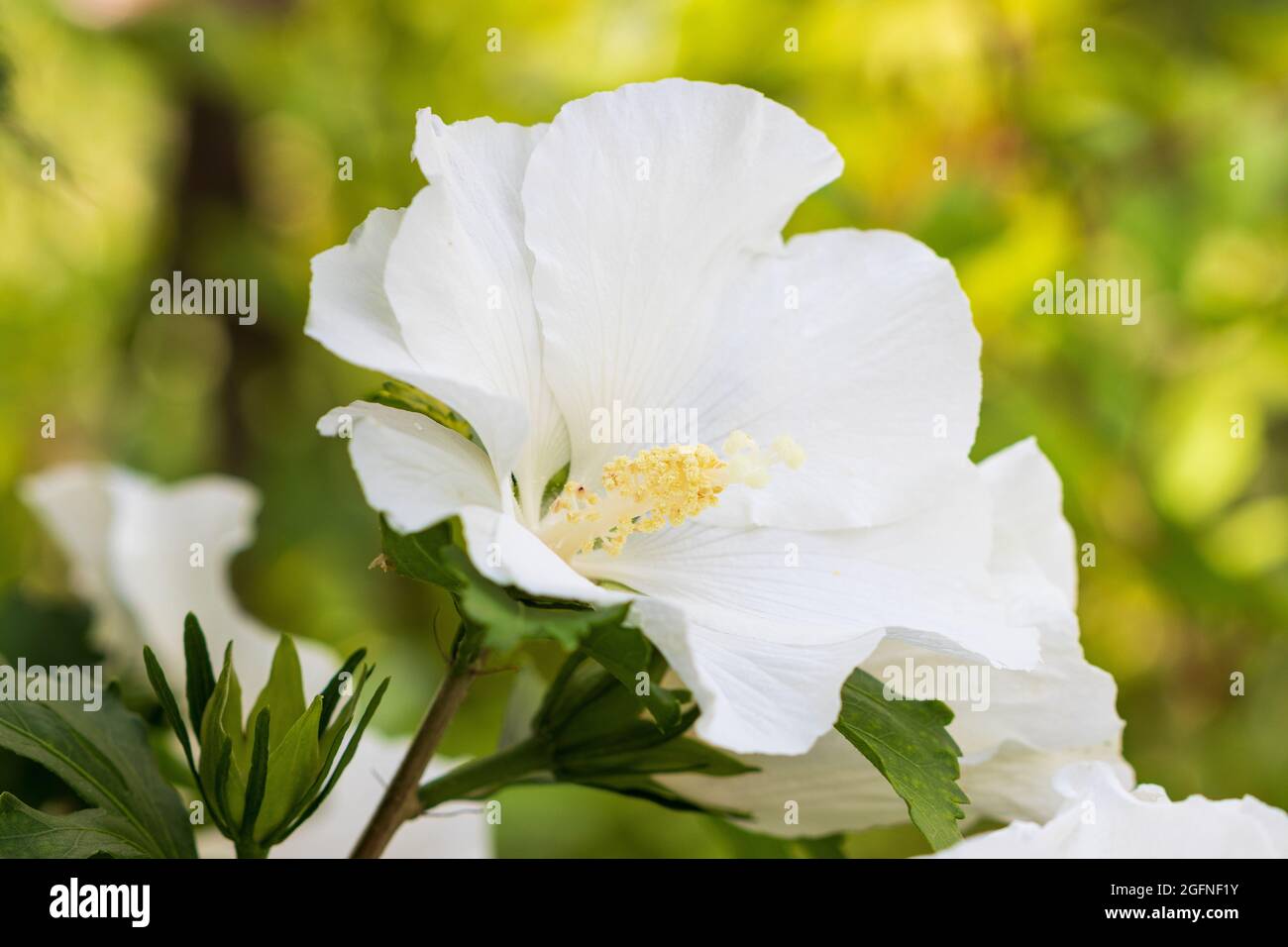 Weißes Hibiskusblütenmakro Stockfoto