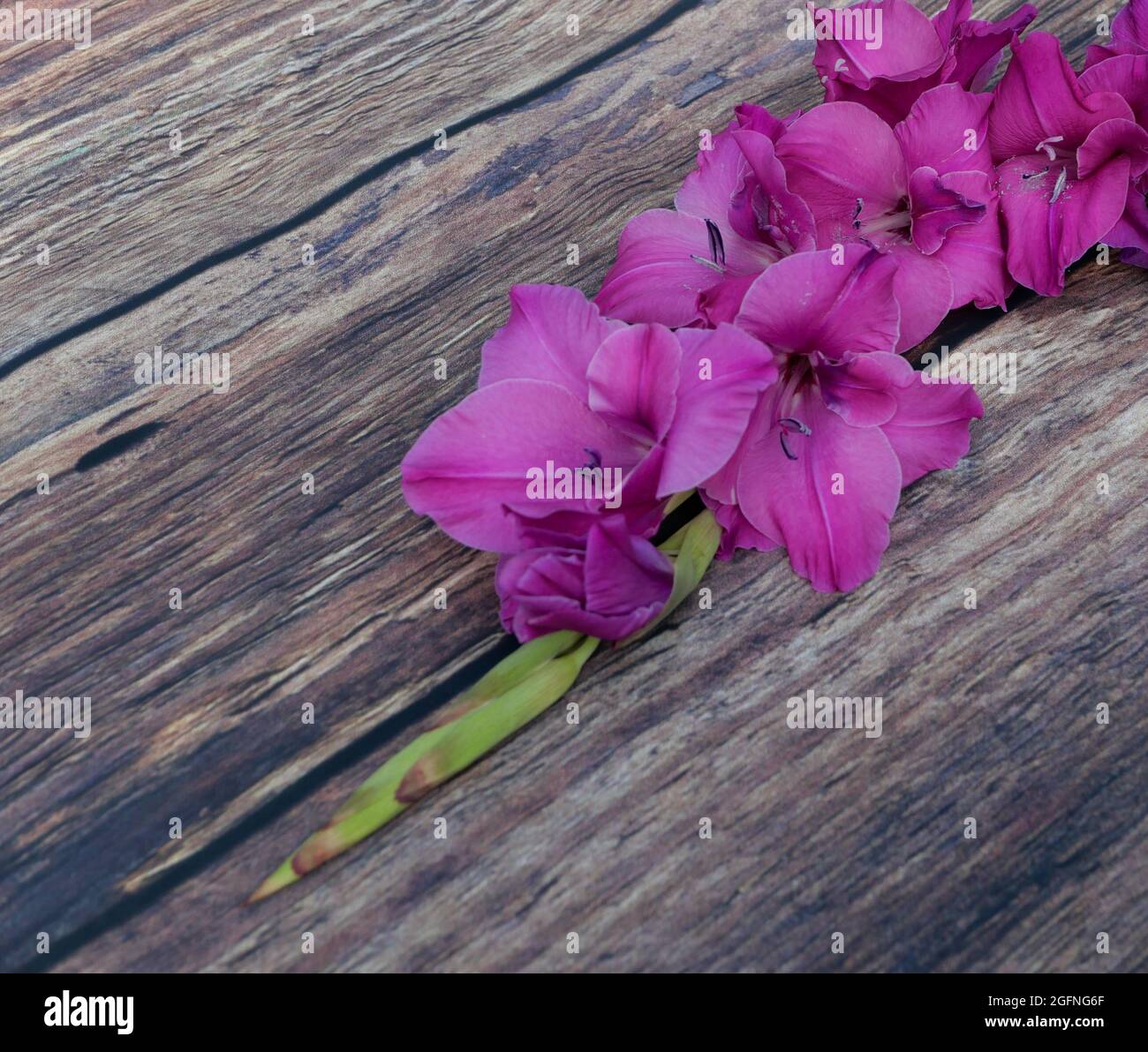 Ziemlich tiefrosa Gladiolenblüten und Knospen liegen auf einem Holztisch Stockfoto