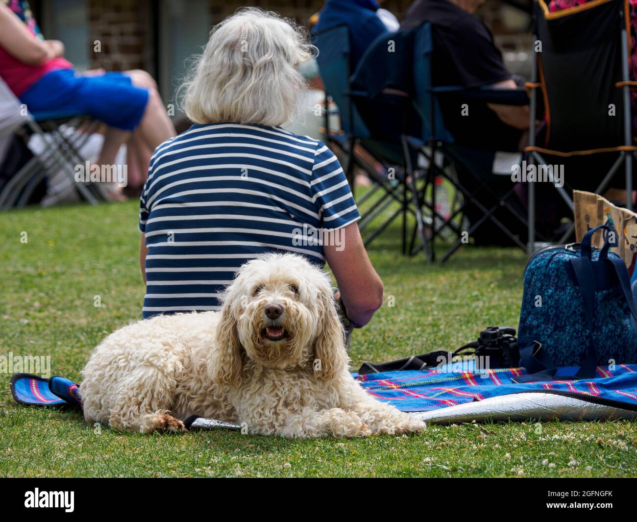 Gut erzogener Hund, der auf einer Picknickdecke neben dem Besitzer liegt, der während eines Festivals eine Band spielt, Bude, Cornwall, Großbritannien Stockfoto