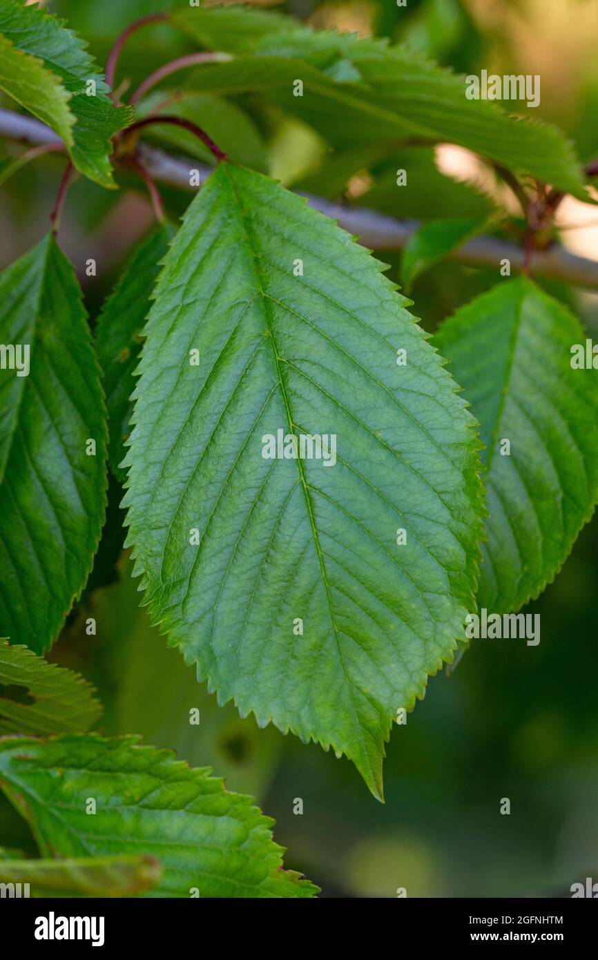 Blatt Prunus avium Stockfoto