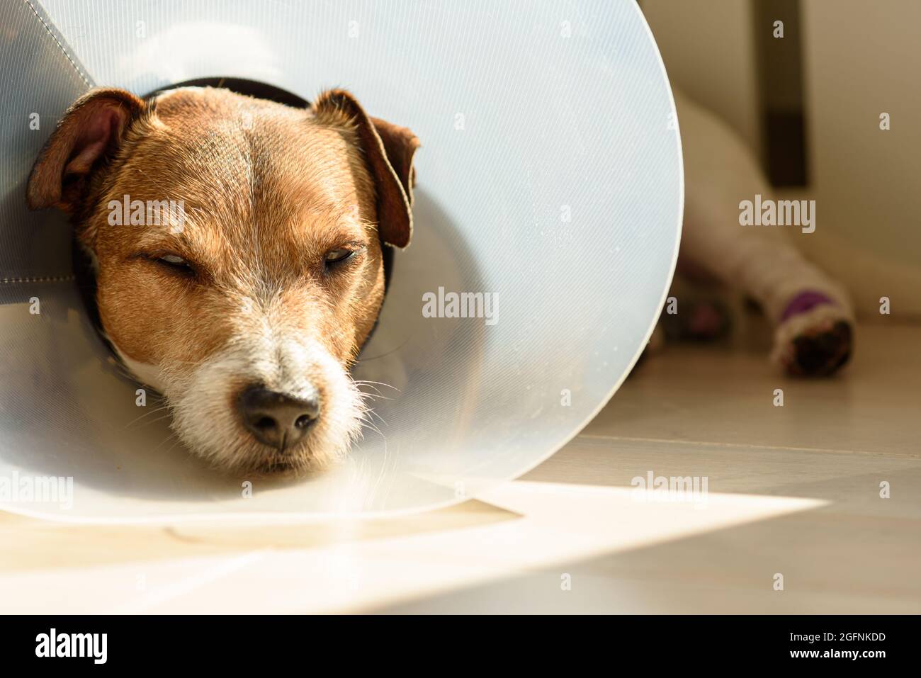 Kranker Hund mit Kegelkragen und Verband auf der Pfote ruht unter Sonnenlicht Stockfoto