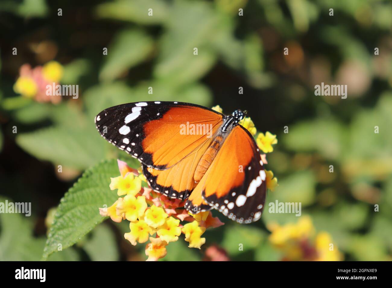 Schmetterling der afrikanischen Königin, Feryal-Garten, Assuan, Ägypten Stockfoto