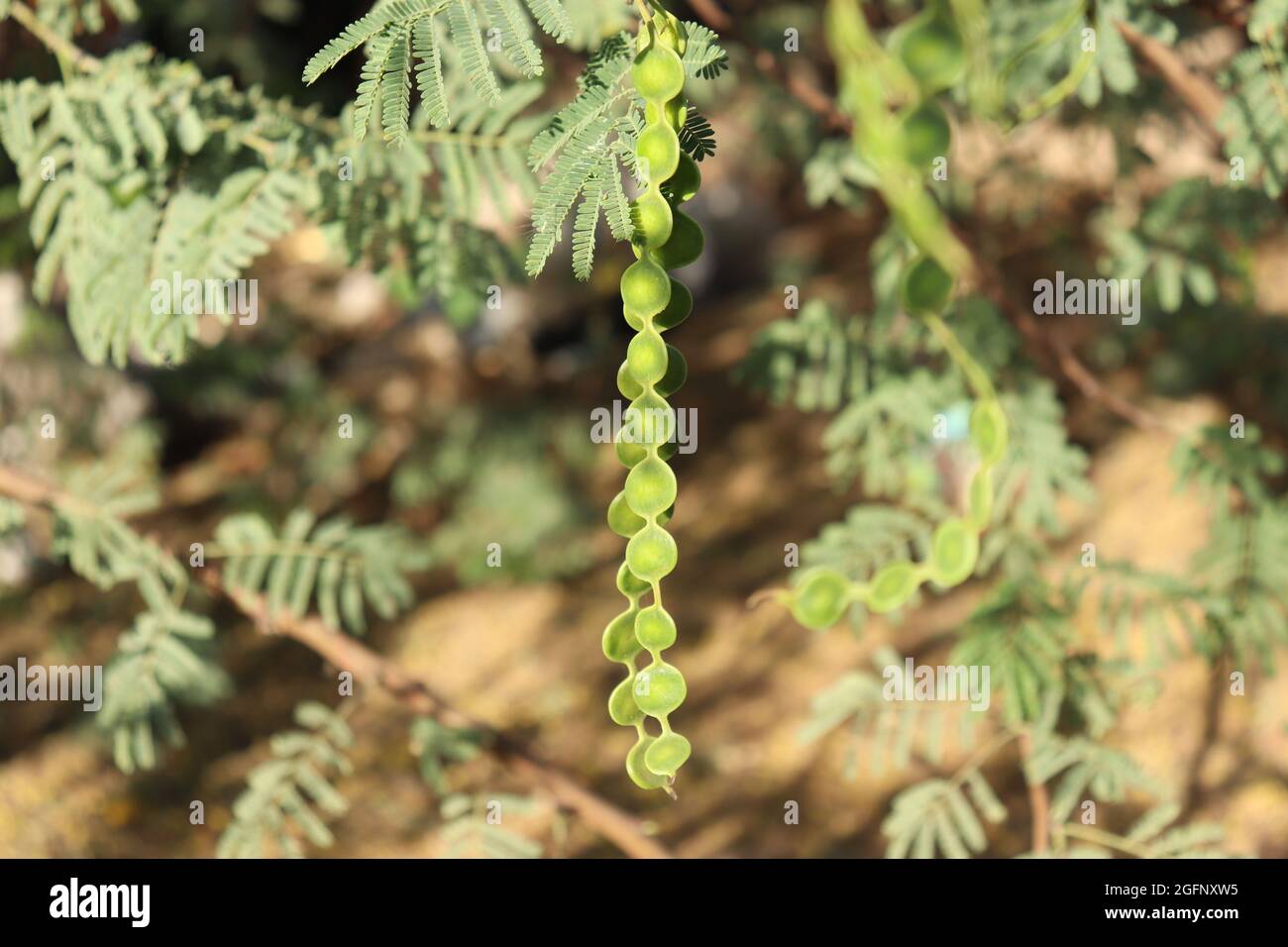 Akazienbaum, luxor, oberägypten Stockfoto