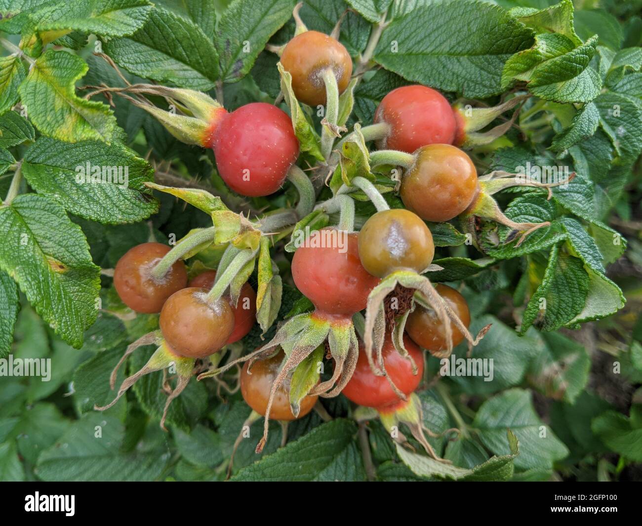 Orangefarbene Hagebutten auf einem Busch, der in der Medizin als Heiltee verwendet wird. Stockfoto