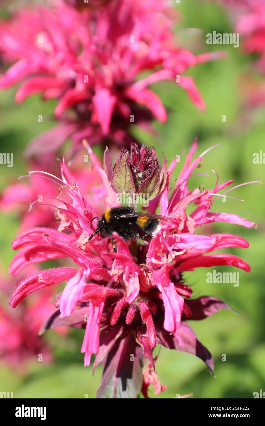 Bergamotte, Blume und Hummel, Makrofotografie in Nahaufnahme. Stockfoto