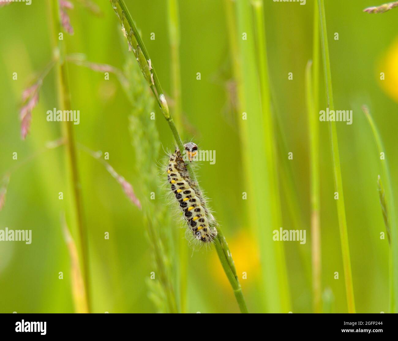 Caterpillar Stockfoto