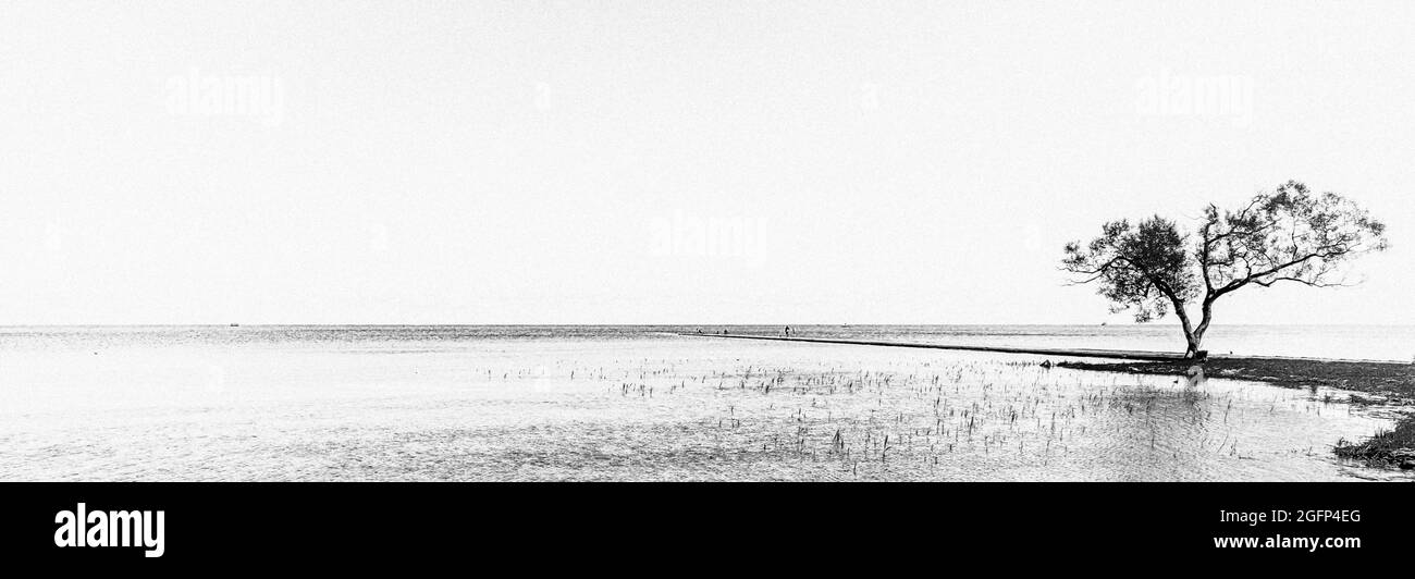 Ein schwarz-weißer Panoramablick auf die Kurische Lagune mit einem einsichen Baum am Ufer Stockfoto