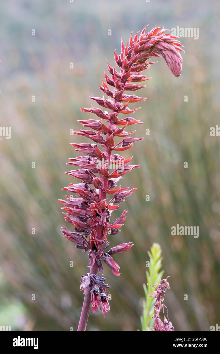 Honigblume, Touch-me-not, (Melianthus major) Kirstenbosch Botanical Graden, Westkap, Südafrika, klebrig, nektarreich, Resupination des Flusses Stockfoto