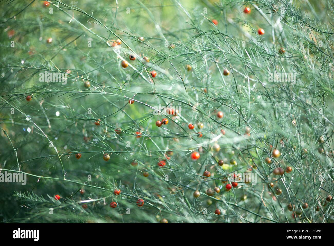 Spargelblatt mit roten Beeren. Selektiver Fokus, unscharfer grüner Hintergrund. Stockfoto