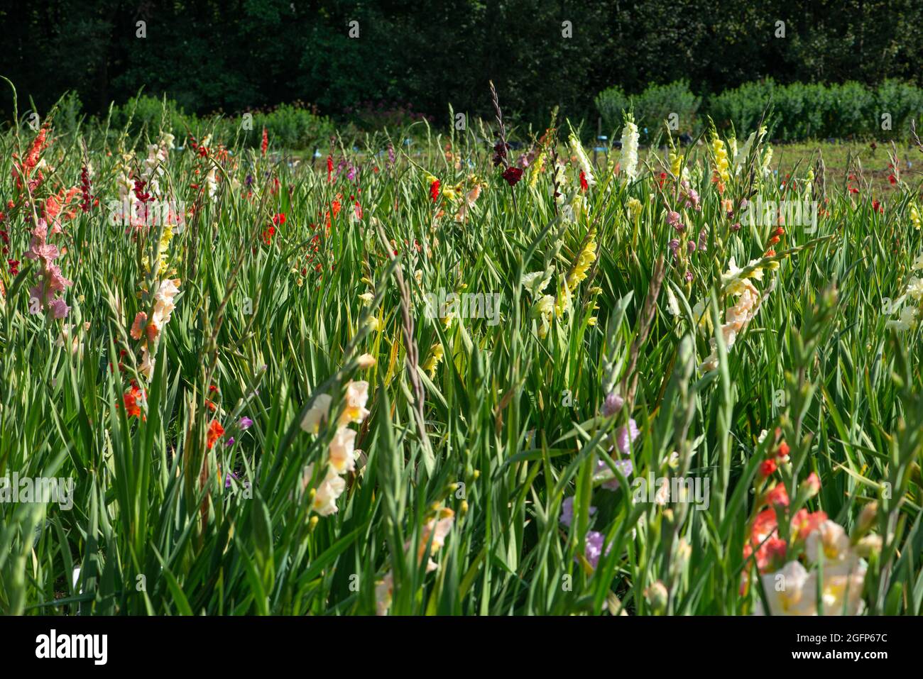 Ein Feld von mehrfarbigen Gladiolusblüten. Stockfoto