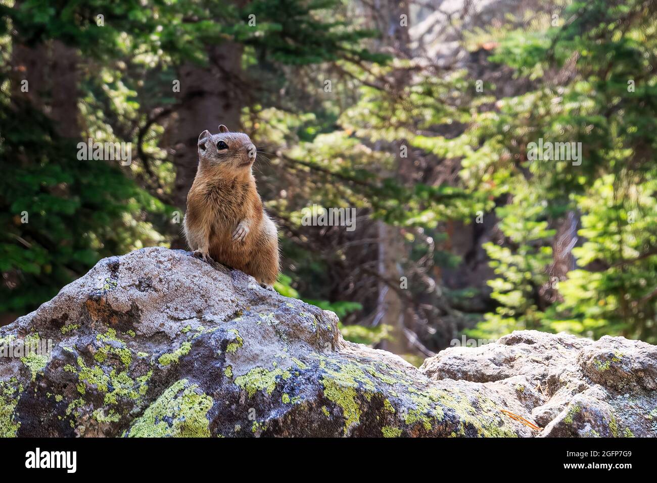 Pika, ein Kaninchen wie Nagetiere, wurde in den Rocky Mountains, Colorado, USA, gesichtet Stockfoto