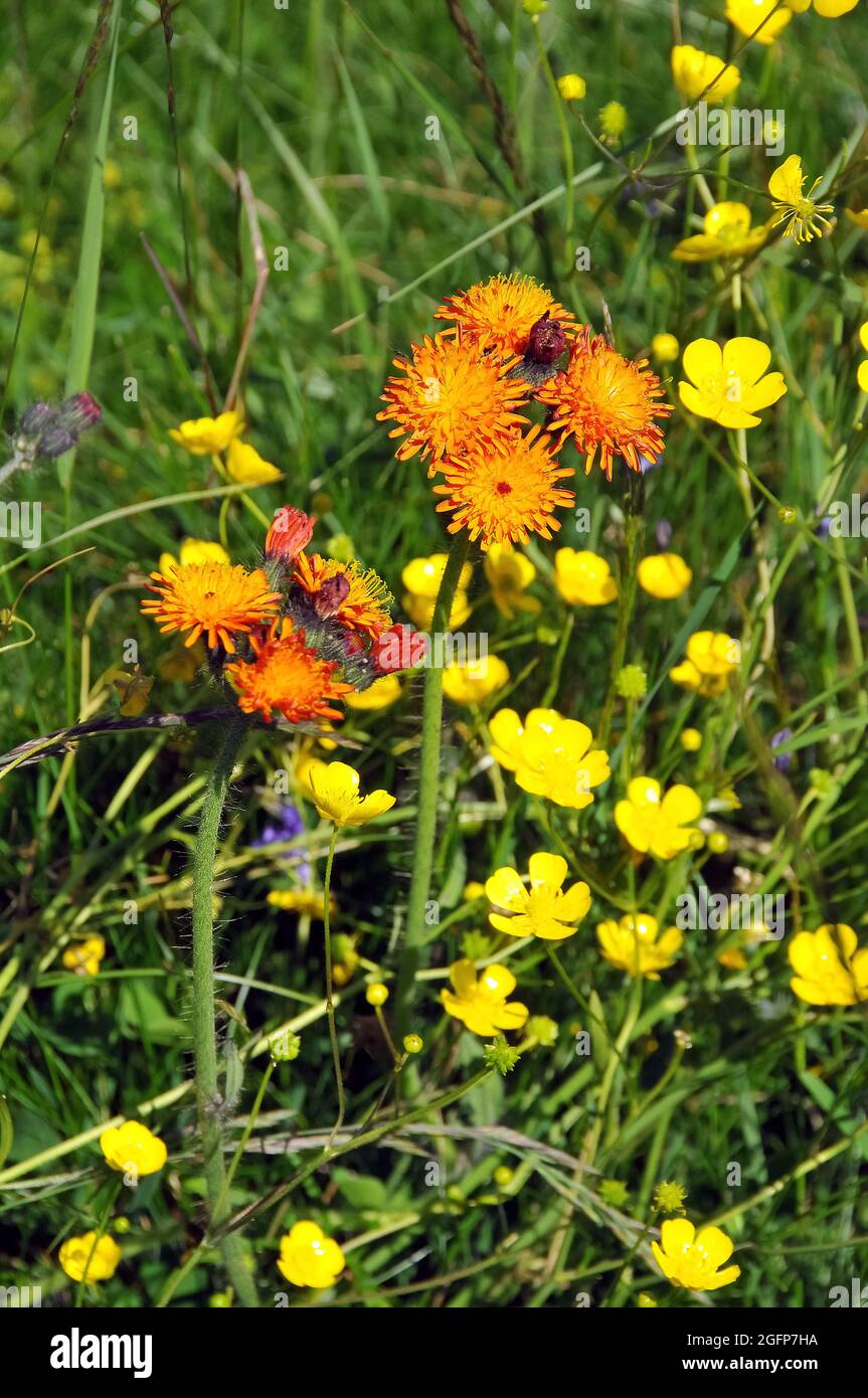 Goldener Falkenbart, Crepis aurea, narancssárga zörgőfű, Europa Stockfoto