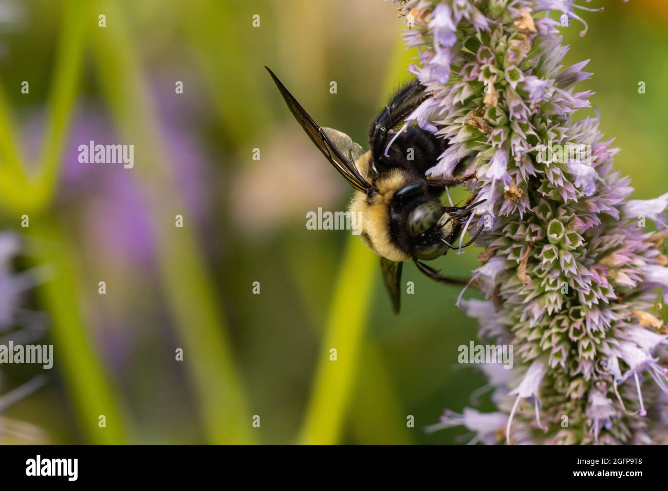 Östliche Holzbiene auf Anishysop-Blumen Stockfoto