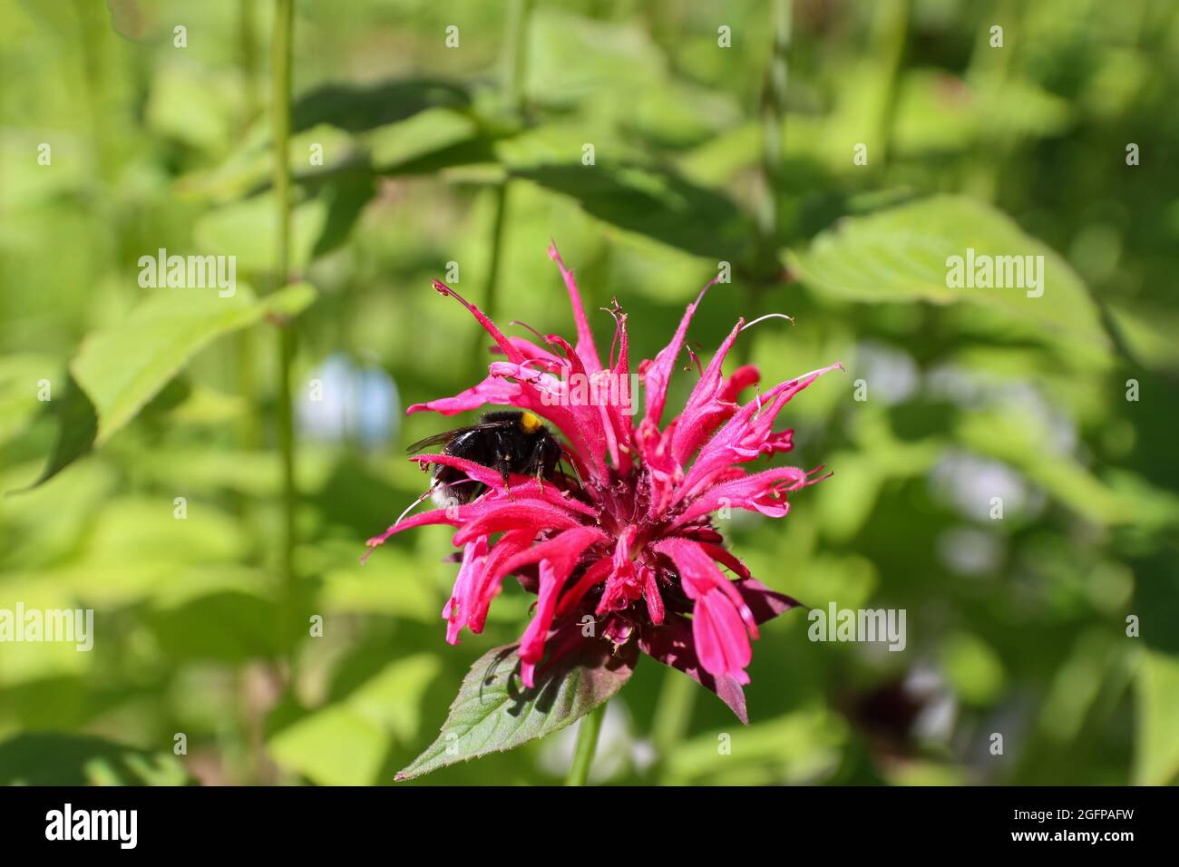 Hummel auf Bergamotte Blume, Tee Nahaufnahme Stockfotografie - Alamy