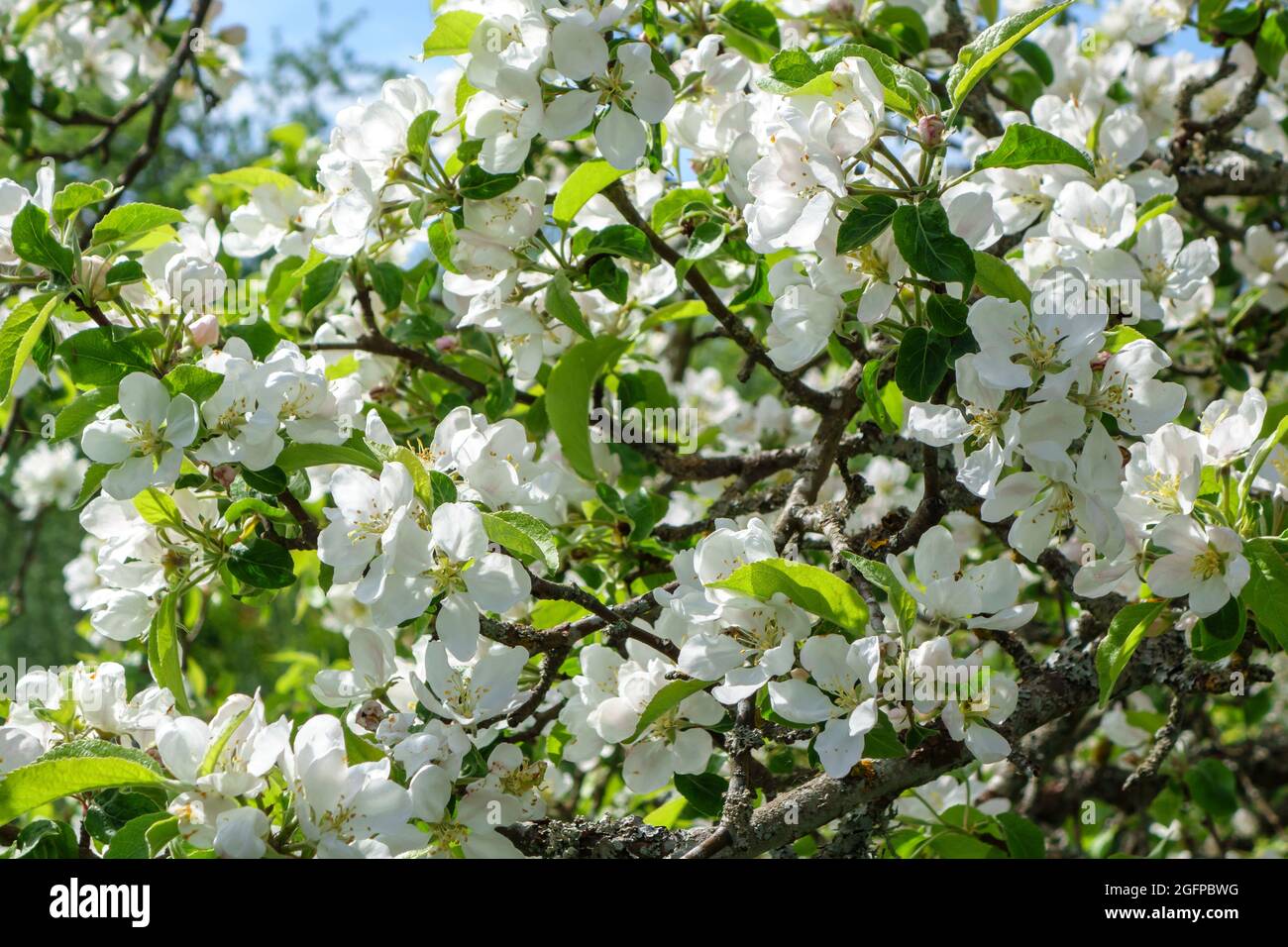 Blühender Apfelbaum im Frühling. Floraler Hintergrund. Stockfoto