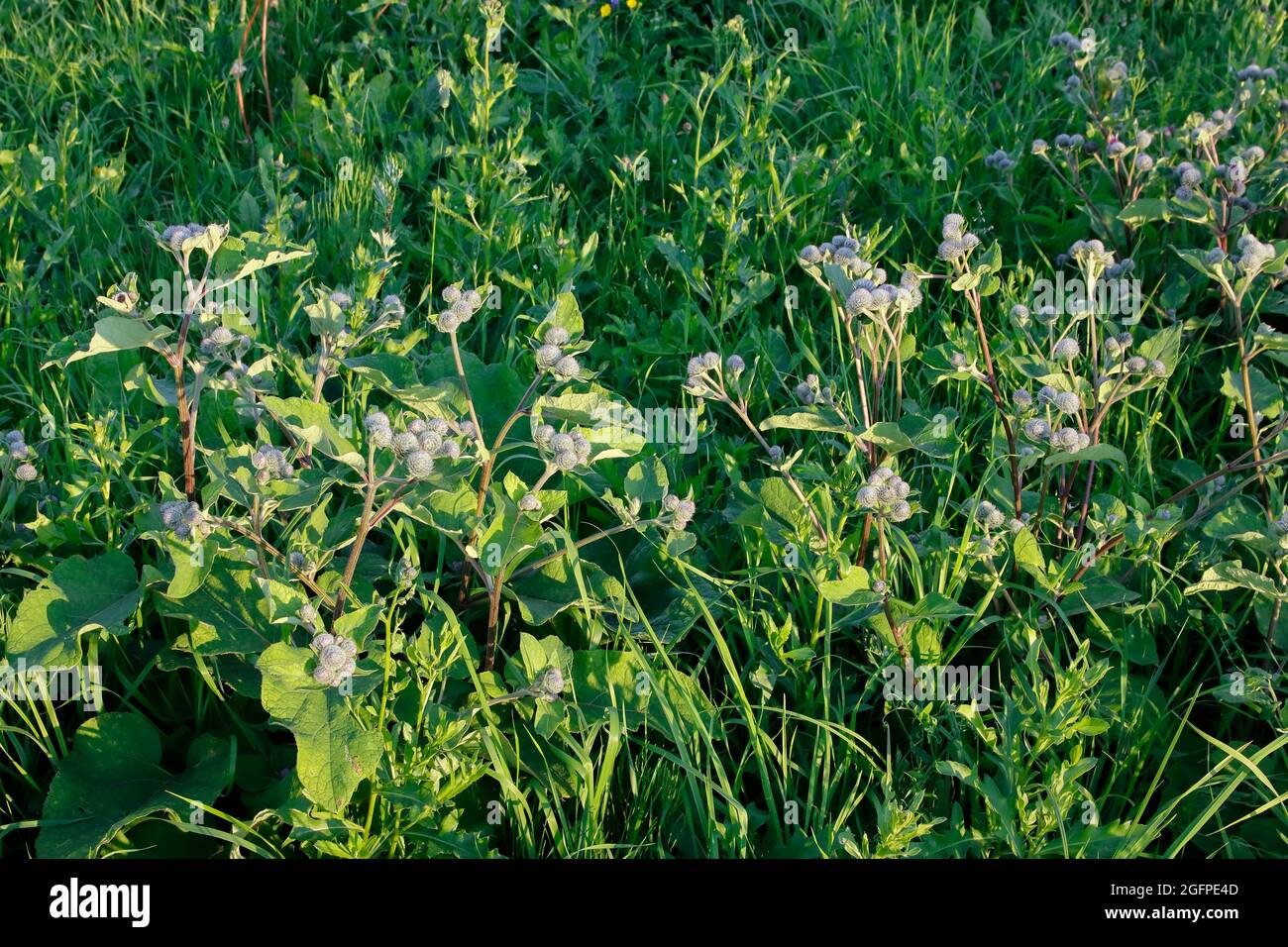 Klette Arctium wächst auf der Wiese, wird in der Medizin zur Behandlung von Krankheiten eingesetzt. Stockfoto